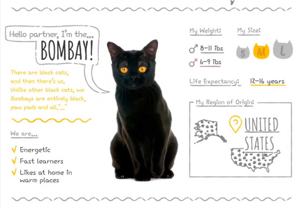 Top Cat Breeds Loved Worldwide: A Guide to the Most Popular Felines