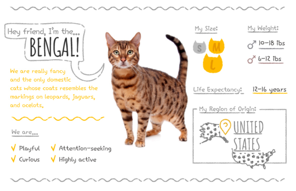 Top Cat Breeds Loved Worldwide: A Guide to the Most Popular Felines
