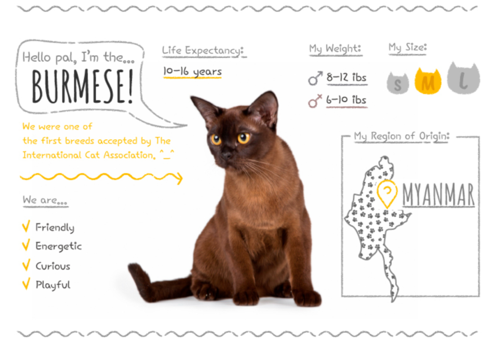 Top Cat Breeds Loved Worldwide: A Guide to the Most Popular Felines