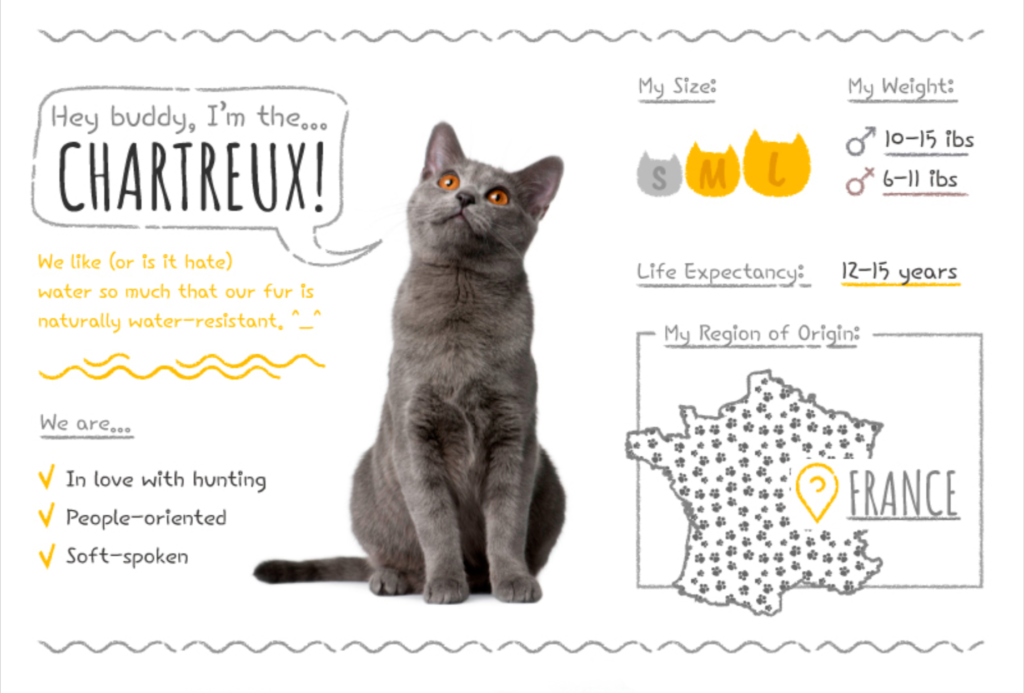 Top Cat Breeds Loved Worldwide: A Guide to the Most Popular Felines