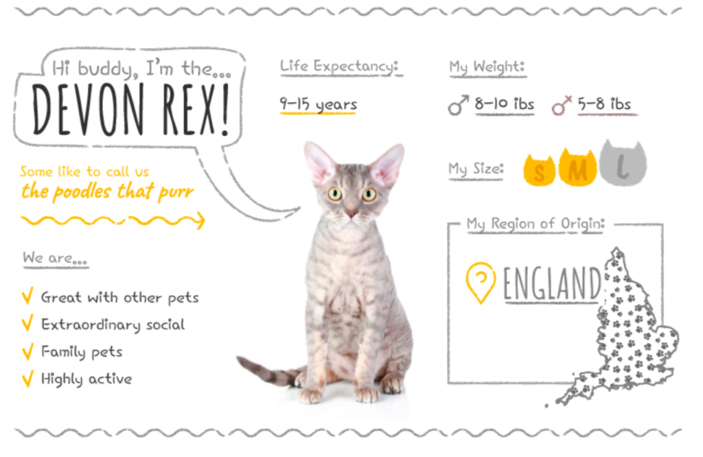Top Cat Breeds Loved Worldwide: A Guide to the Most Popular Felines