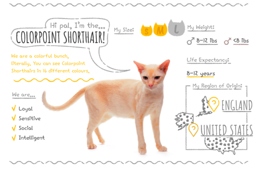 Top Cat Breeds Loved Worldwide: A Guide to the Most Popular Felines