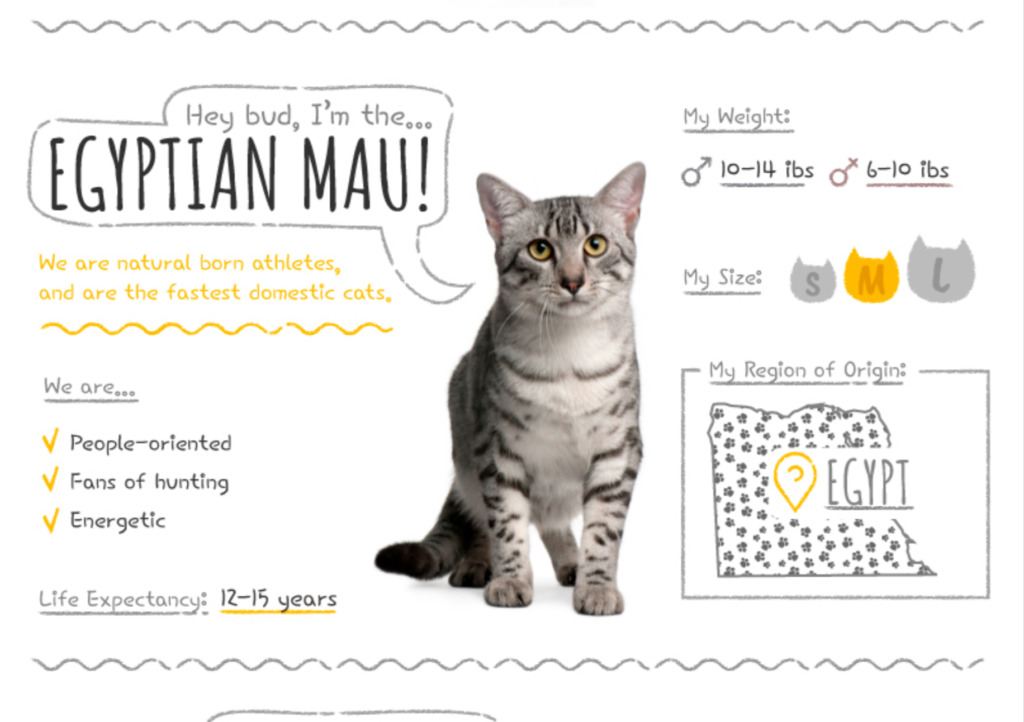 Top Cat Breeds Loved Worldwide: A Guide to the Most Popular Felines