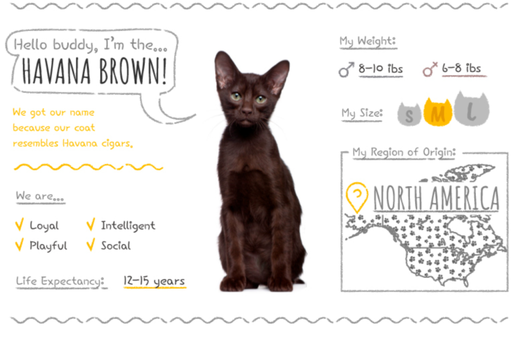 Top Cat Breeds Loved Worldwide: A Guide to the Most Popular Felines