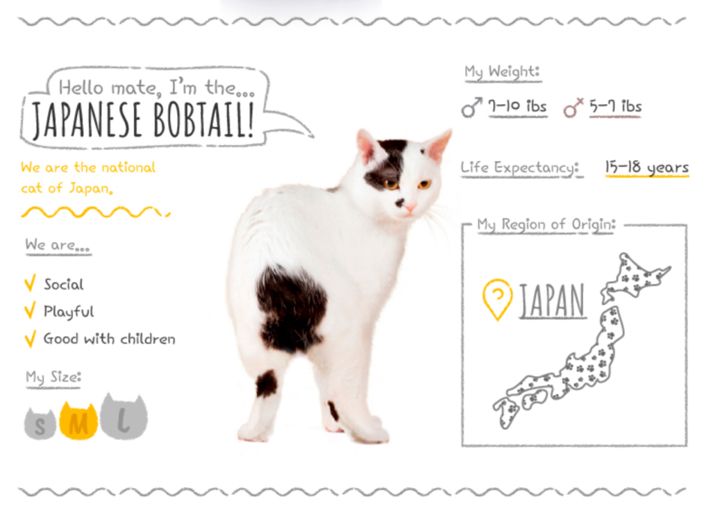 Top Cat Breeds Loved Worldwide: A Guide to the Most Popular Felines
