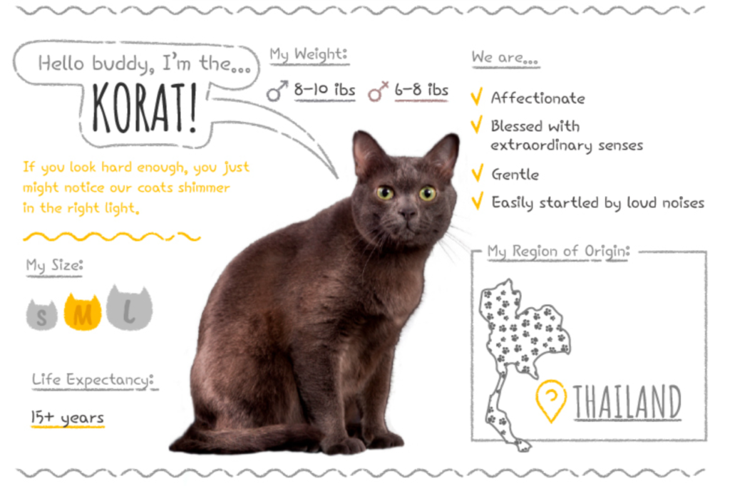 Top Cat Breeds Loved Worldwide: A Guide to the Most Popular Felines