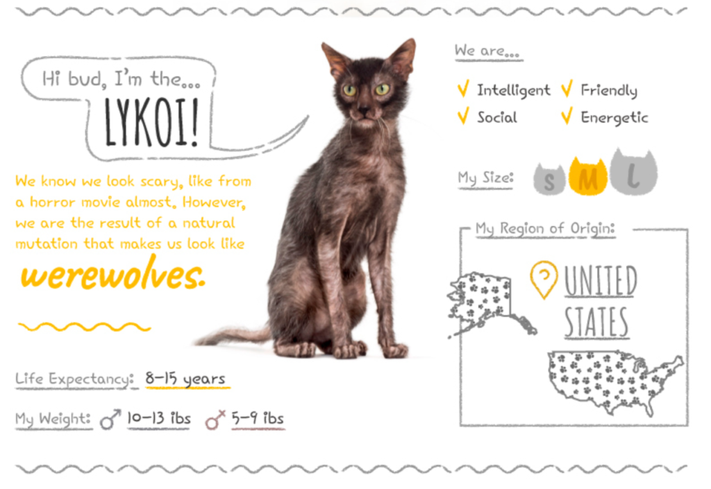 Top Cat Breeds Loved Worldwide: A Guide to the Most Popular Felines