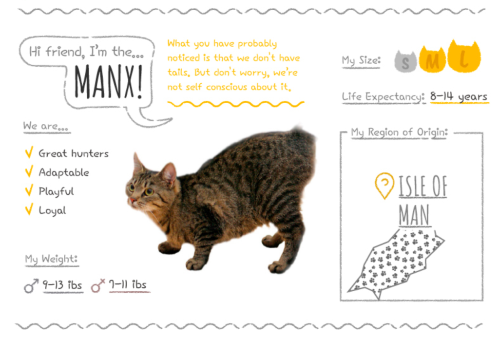 Top Cat Breeds Loved Worldwide: A Guide to the Most Popular Felines