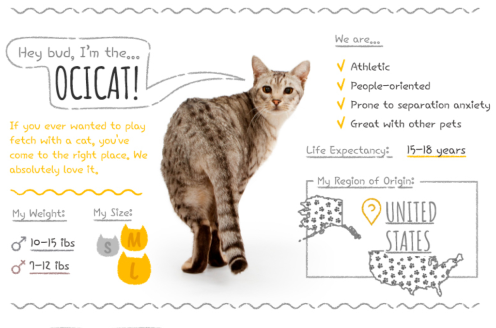 Top Cat Breeds Loved Worldwide: A Guide to the Most Popular Felines
