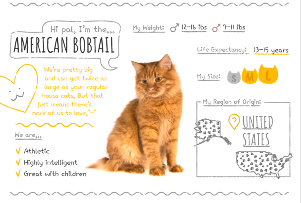 Top Cat Breeds Loved Worldwide: A Guide to the Most Popular Felines