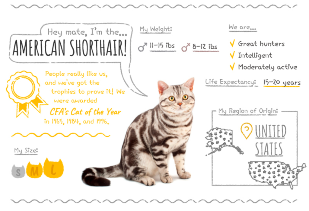 Top Cat Breeds Loved Worldwide: A Guide to the Most Popular Felines