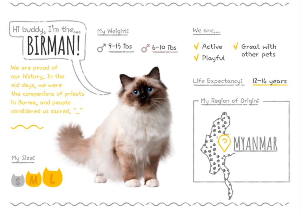 Top Cat Breeds Loved Worldwide: A Guide to the Most Popular Felines
