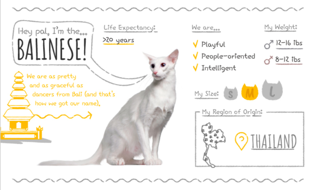 Top Cat Breeds Loved Worldwide: A Guide to the Most Popular Felines