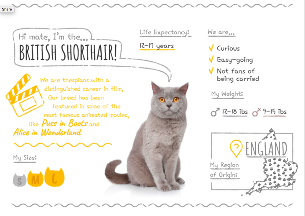 Top Cat Breeds Loved Worldwide: A Guide to the Most Popular Felines