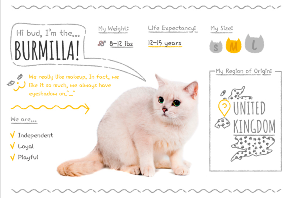 Top Cat Breeds Loved Worldwide: A Guide to the Most Popular Felines