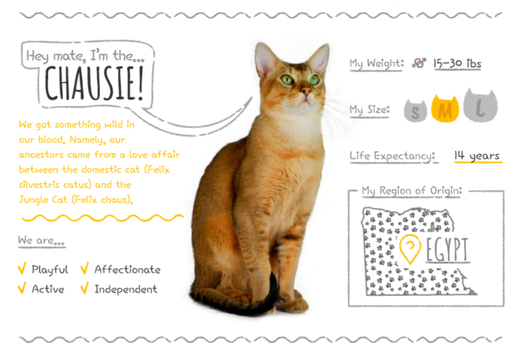Top Cat Breeds Loved Worldwide: A Guide to the Most Popular Felines