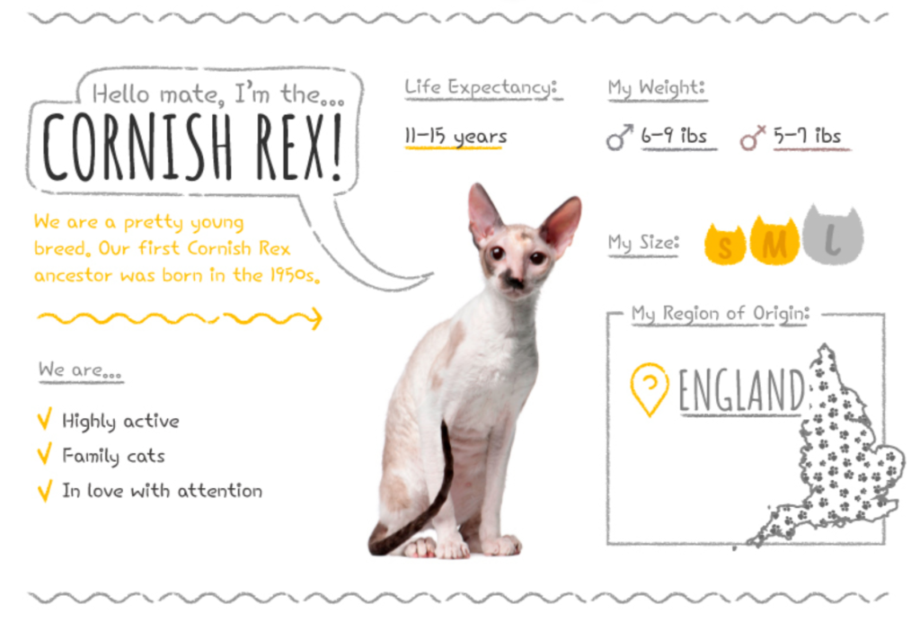 Top Cat Breeds Loved Worldwide: A Guide to the Most Popular Felines