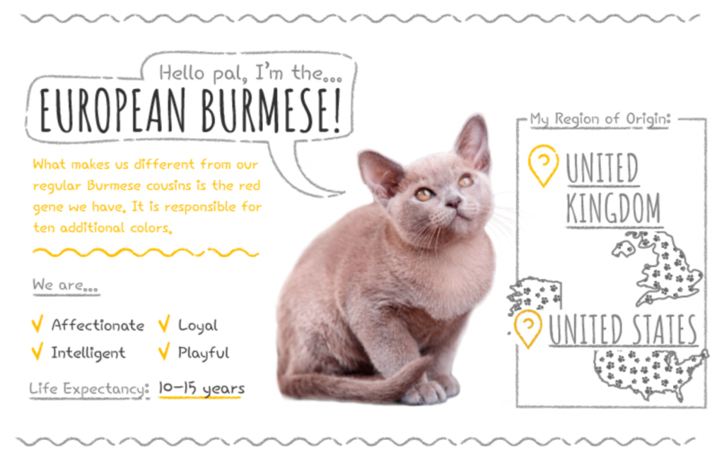 Top Cat Breeds Loved Worldwide: A Guide to the Most Popular Felines