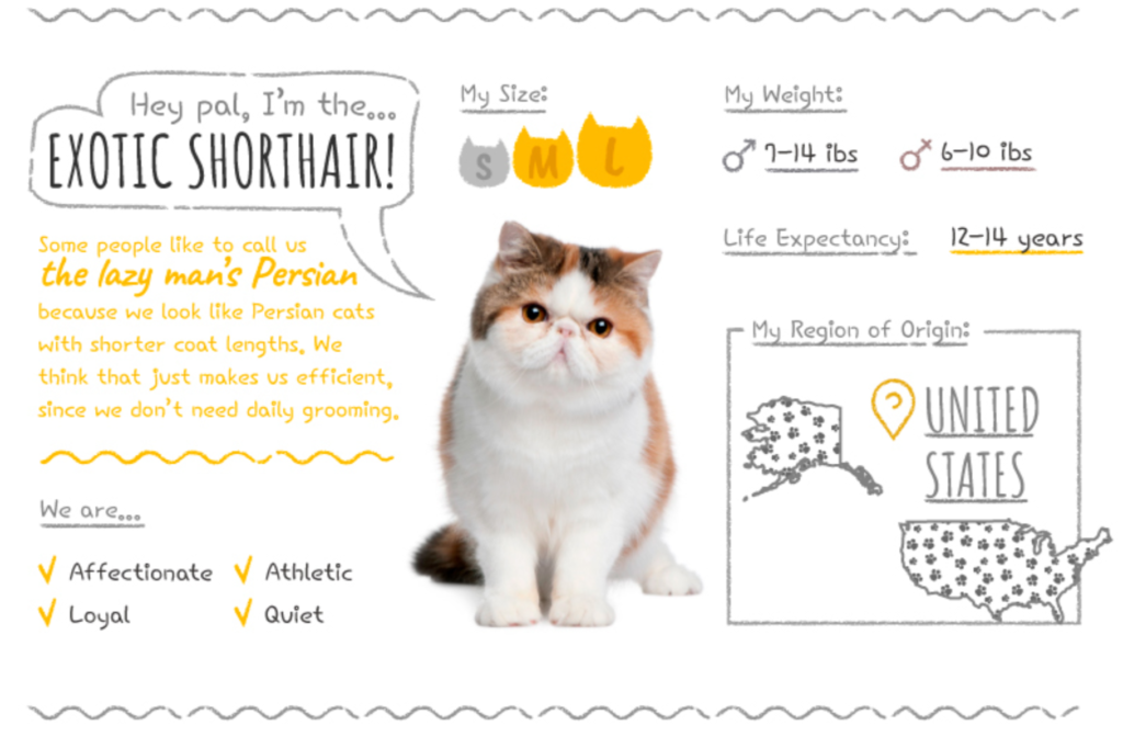 Top Cat Breeds Loved Worldwide: A Guide to the Most Popular Felines
