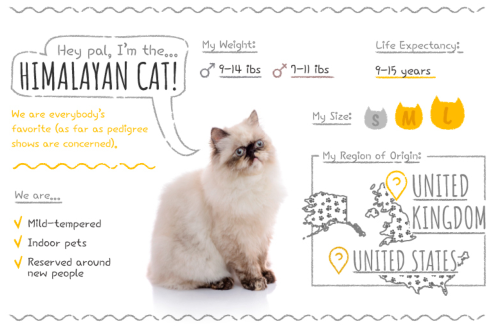Top Cat Breeds Loved Worldwide: A Guide to the Most Popular Felines