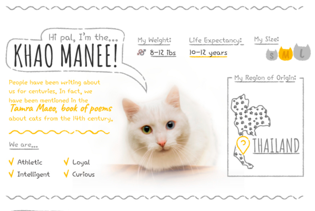 Top Cat Breeds Loved Worldwide: A Guide to the Most Popular Felines