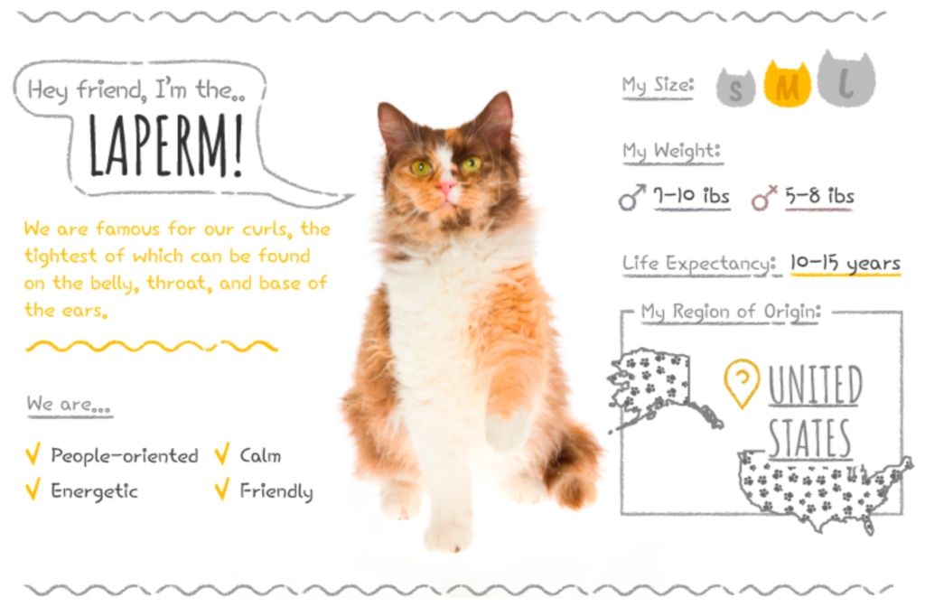 Top Cat Breeds Loved Worldwide: A Guide to the Most Popular Felines