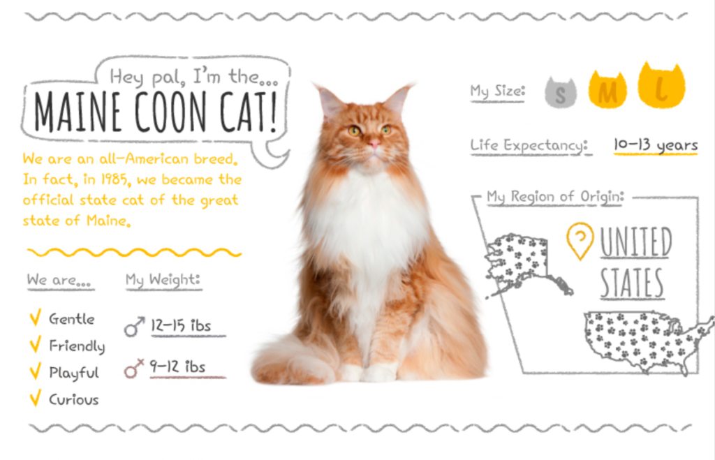 Top Cat Breeds Loved Worldwide: A Guide to the Most Popular Felines