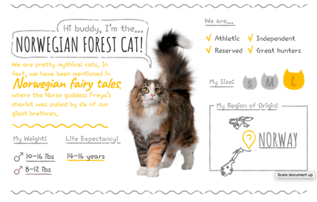 Top Cat Breeds Loved Worldwide: A Guide to the Most Popular Felines