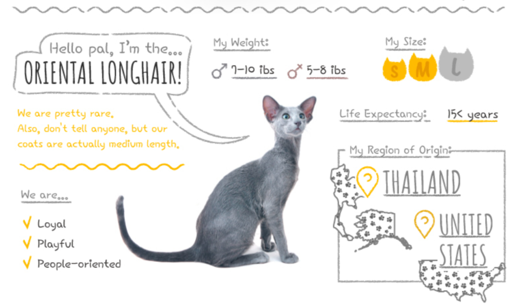 Top Cat Breeds Loved Worldwide: A Guide to the Most Popular Felines