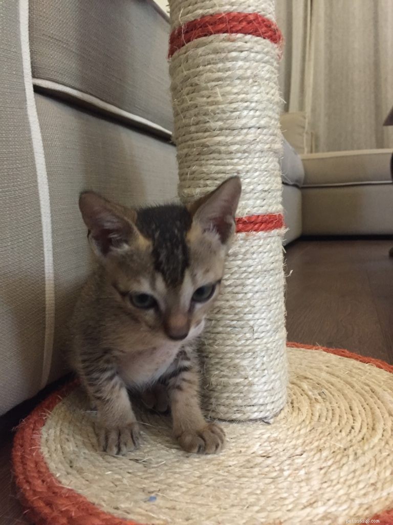 Should You Declaw Your Cat? Understanding the Risks and Alternatives
