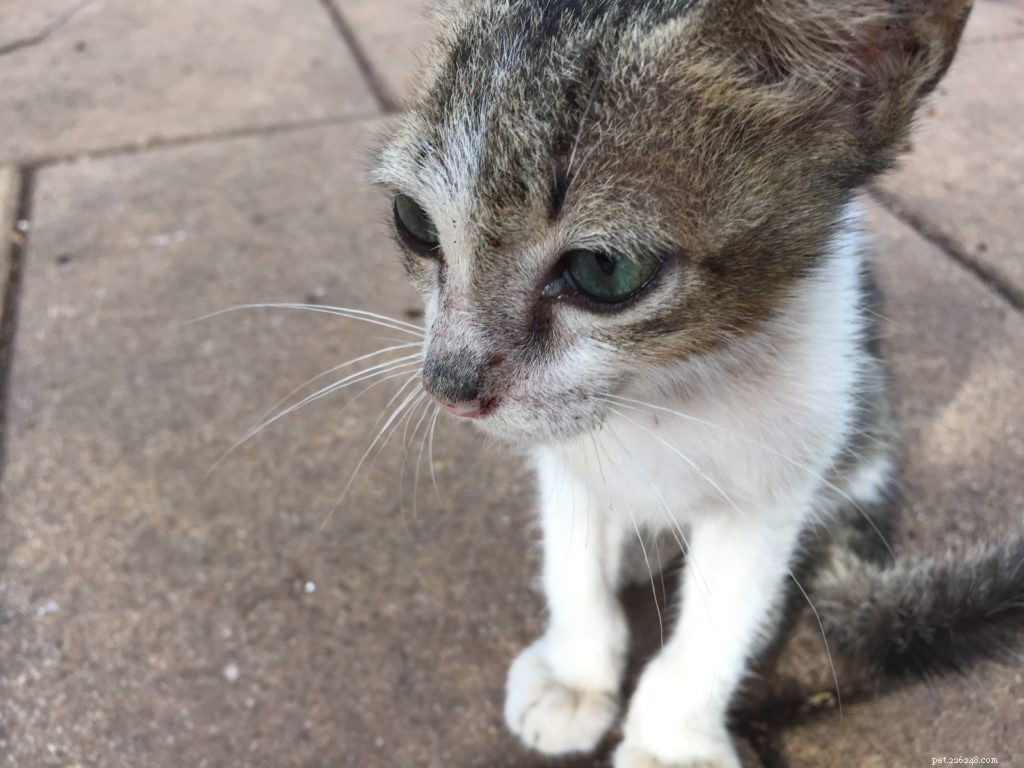 Should You Declaw Your Cat? Understanding the Risks and Alternatives