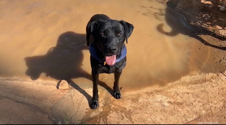 Rescue Dogs: Not Just a Breed—What New Owners Need to Know