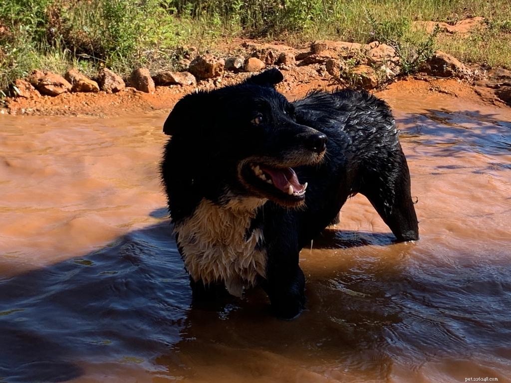 Rescue Dogs: Not Just a Breed—What New Owners Need to Know