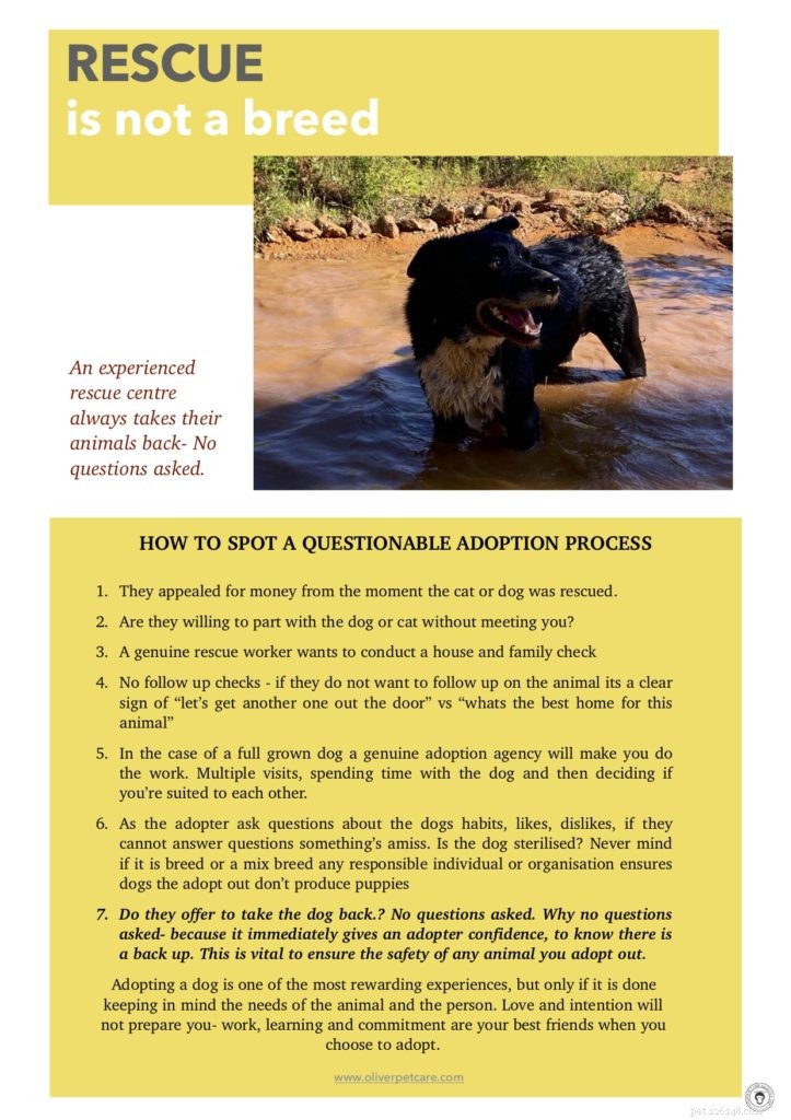 Rescue Dogs: Not Just a Breed—What New Owners Need to Know