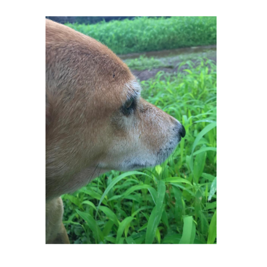 Living with and Caring for Blind Dogs: A Practical Guide