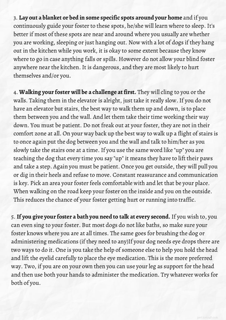 Living with and Caring for Blind Dogs: A Practical Guide