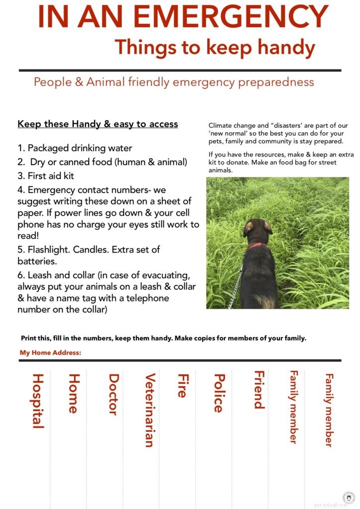 Prepare for Emergencies: Essential Tips for You and Your Pet