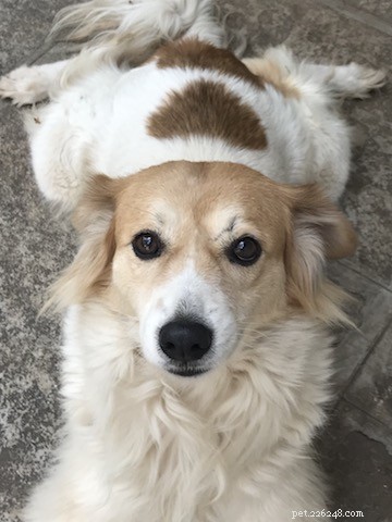Moving With Your Pet: A Practical Guide for Stress‑Free Relocation