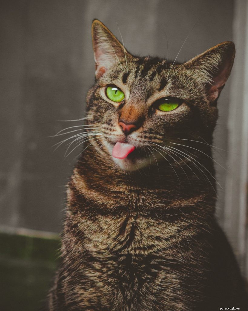 Moving With Your Pet: A Practical Guide for Stress‑Free Relocation