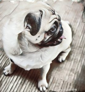 Moving With Your Pet: A Practical Guide for Stress‑Free Relocation
