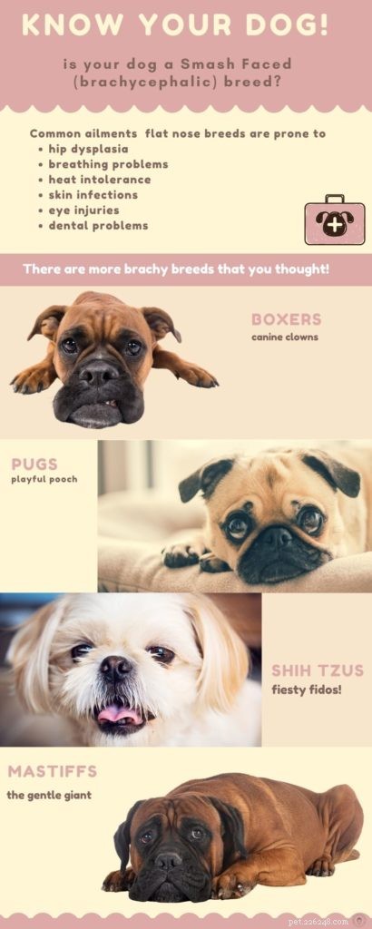 How to Buy a Pug: Find Reputable Breeders & Care Essentials