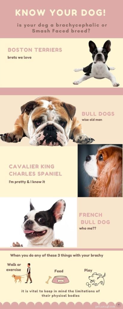 How to Buy a Pug: Find Reputable Breeders & Care Essentials