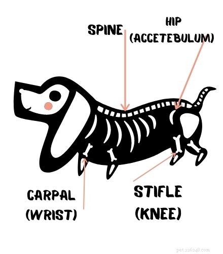 Understanding Canine Hip Dysplasia: Causes, Symptoms, and Management