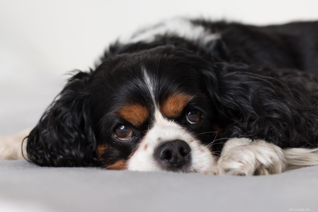 Cavalier King Charles Spaniels: Caring for Your Loyal Companion