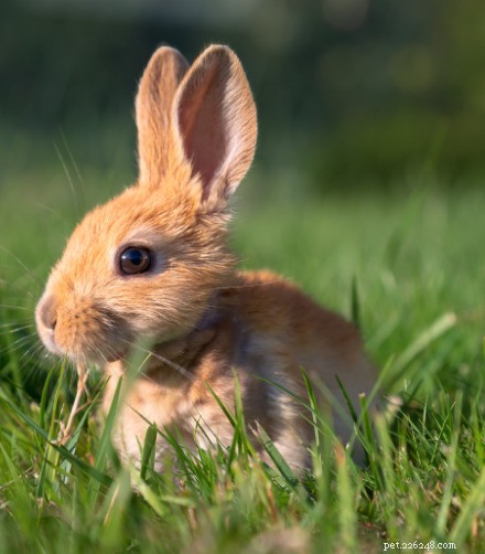 Is Your Easter Bunny on Bunny Tinder? Discover Why Flat‑Faced Bunnies Shine