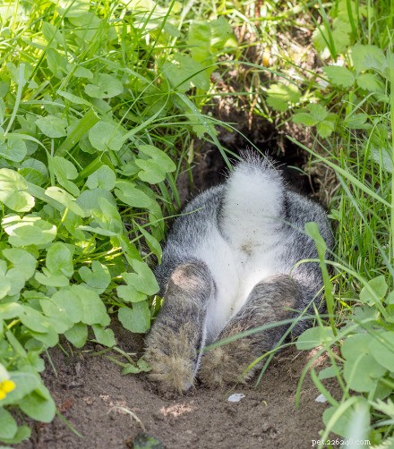 Is Your Easter Bunny on Bunny Tinder? Discover Why Flat‑Faced Bunnies Shine
