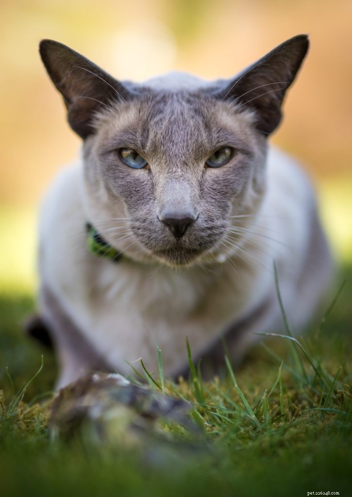 Recognizing Anxiety in Cats: Key Signs and How to Help