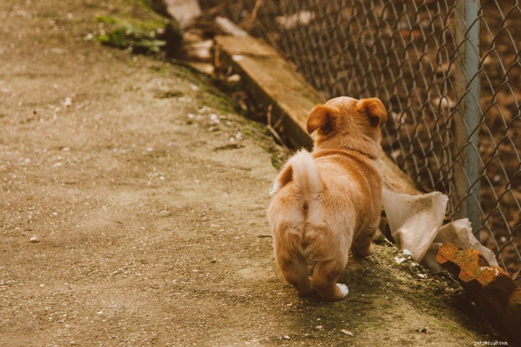 10 Engaging Pet Care Tips & Fun Facts for a Stress‑Free Companion