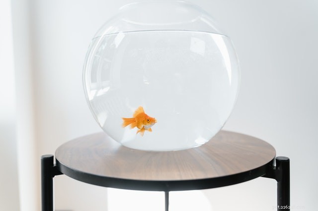 Choosing the Ideal Pet for Your Child: A Practical Guide