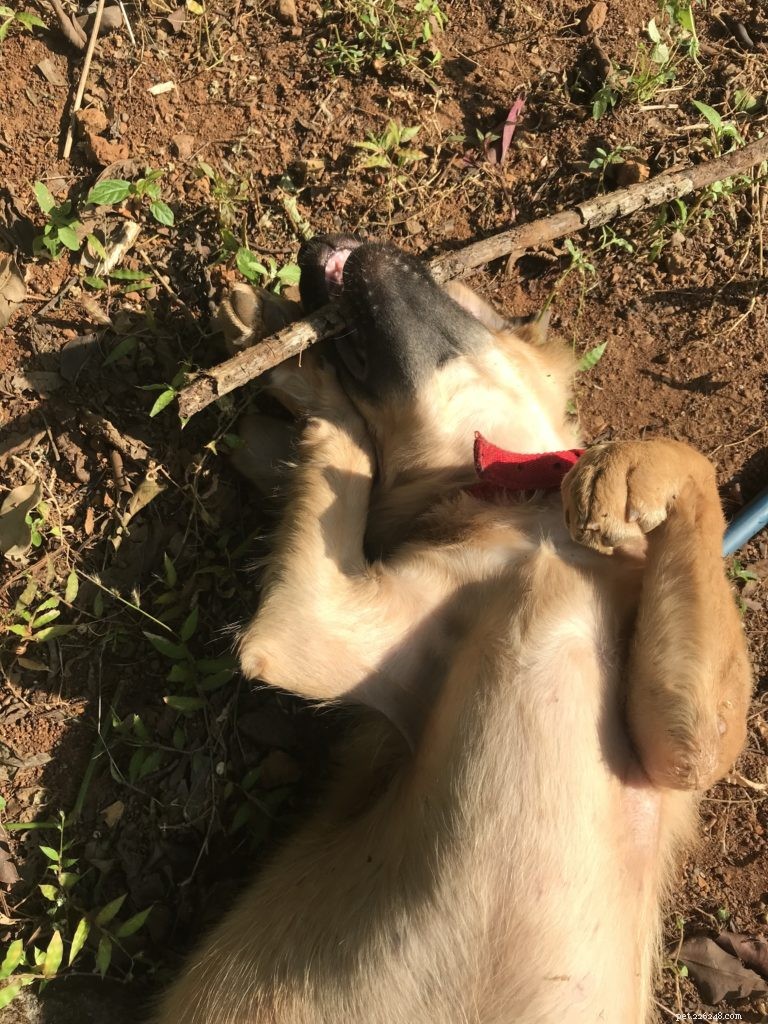 10 New Year Resolutions Your Pets Will Love